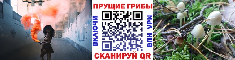 Галлюциногенные грибы Psilocybine cubensis Кунгур